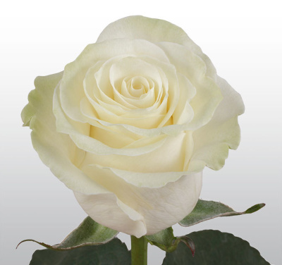 Роза белая с крупным бутоном Эквадор 60 см N 13