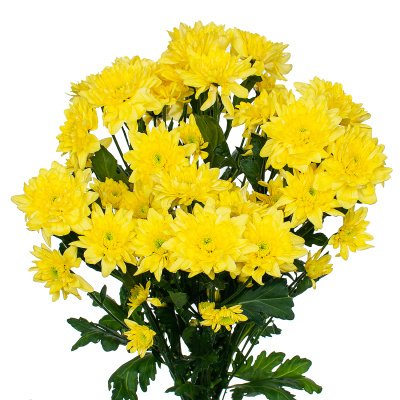 Хризантема кустовая МИКС ПОШТУЧНО N 19