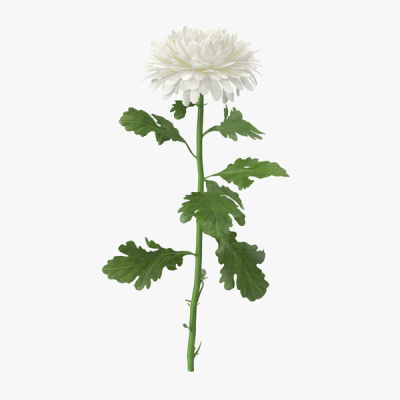 Хризантема одноголовая белая N 18